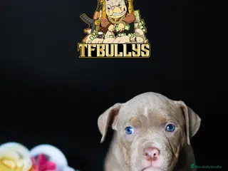 American Bully perros Cachorros American Bully tricolor lilac - Anuncio 13