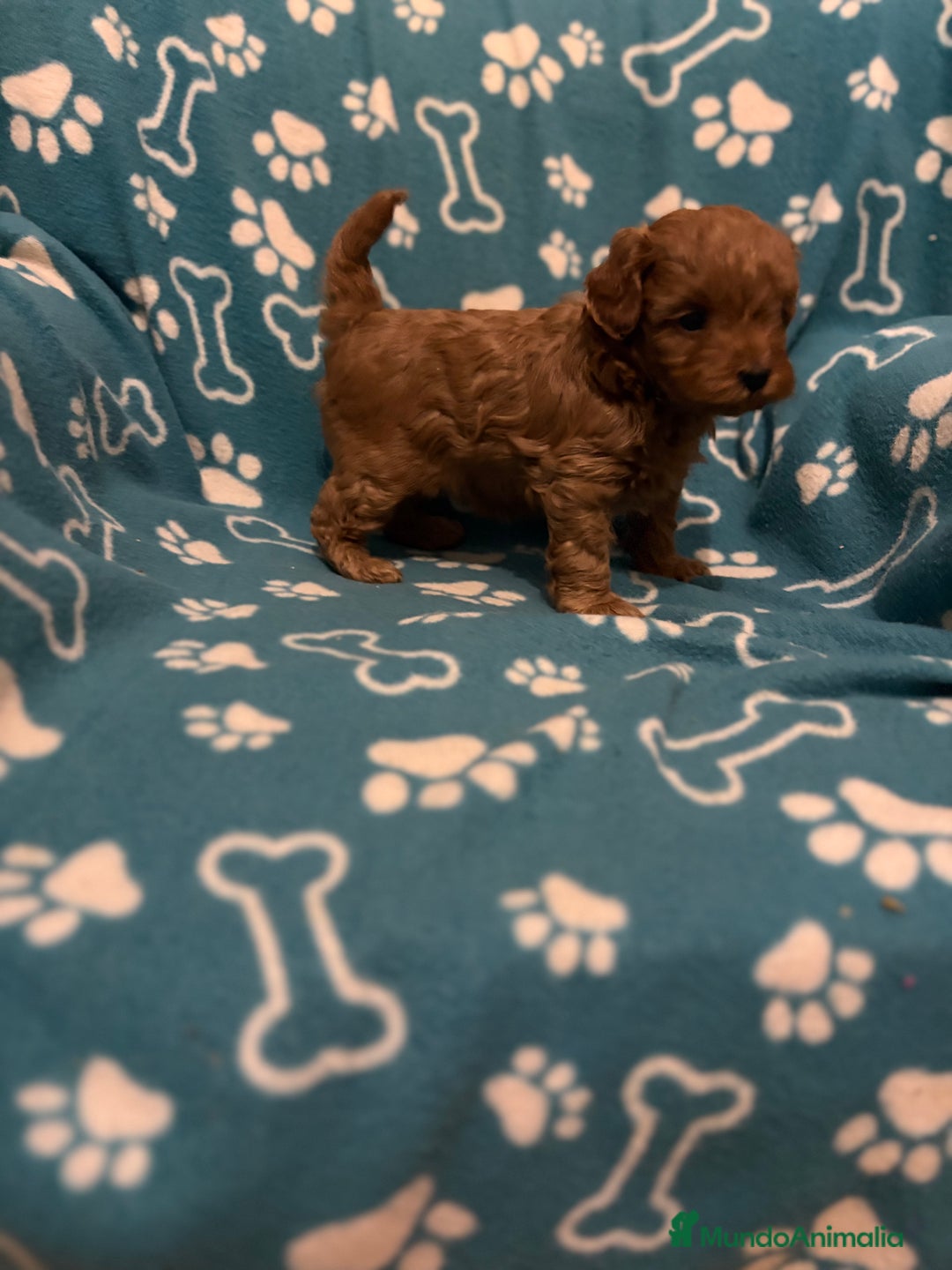 Caniche Toy perros en venta: Caniche rojo - Anuncio 9