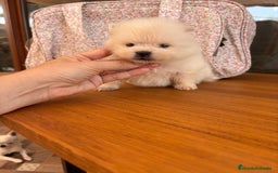 Pomerania perros en venta: Pomerania mini toy macho y hembra  - Imagen 7