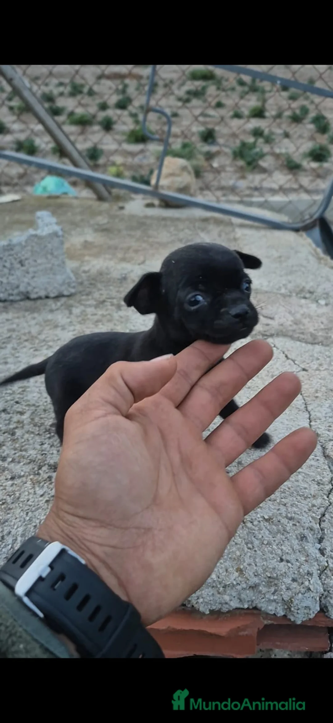 Raza Mixta perros en venta: PRECIOSAS CACHORRAS(leer bien ) - Anuncio 2