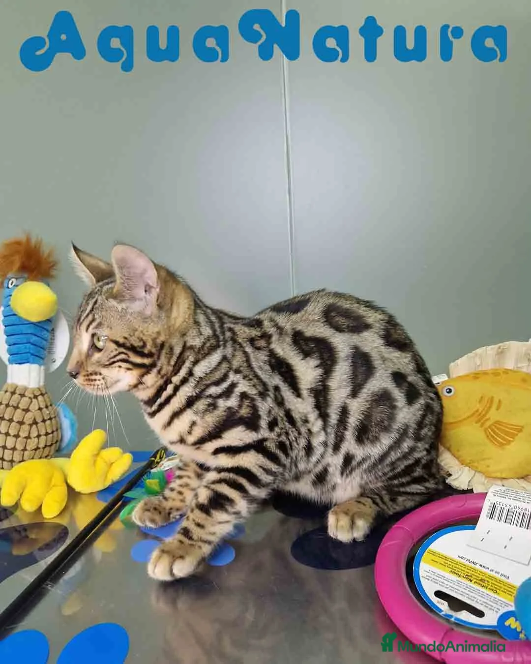 Bengalí gatos en venta: Bengali Macho 1706 AQUANATURA - Anuncio 10