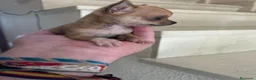 Chihuahua perros en venta: Chihuahuas micro toy máxima calidad - Anuncio 13