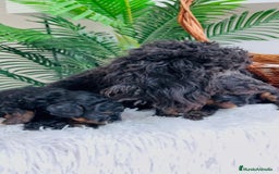 Caniche Toy perros en venta: CANICHE TOY HEMBRA - Imagen 13