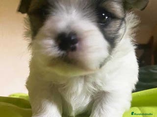 Bichón Habanero perros Bichon Habanero Macho de Leo 3971 - AQUANATURA en Barcelona - Anuncio 23