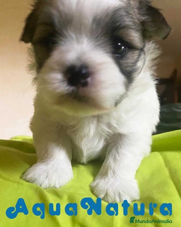 Bichón Habanero perros Bichon Habanero Macho de Leo 3971 - AQUANATURA en Barcelona - Anuncio 1