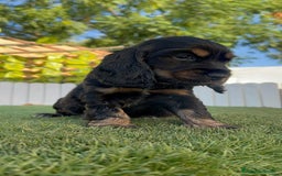 Cocker Spaniel Inglés perros en venta: COCKER SPANIEL INGLES - Imagen 4