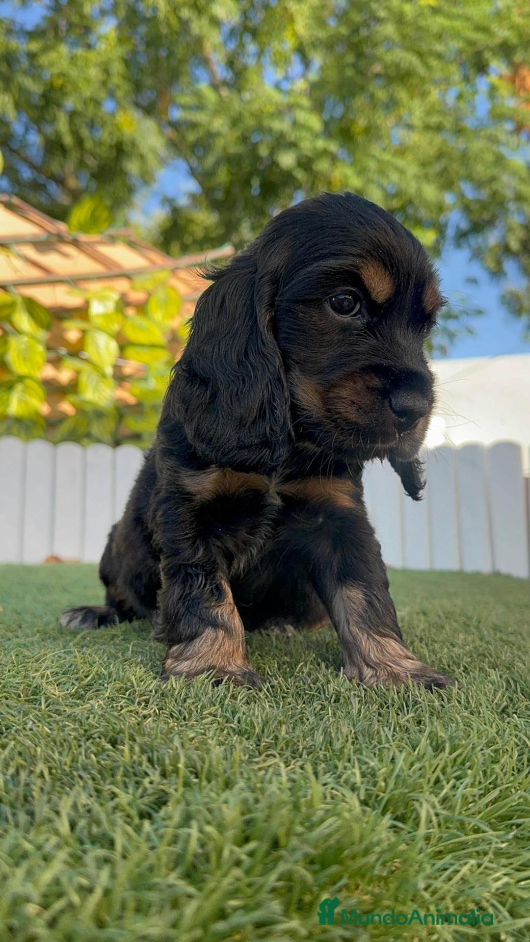 Cocker Spaniel Inglés perros en venta: COCKER SPANIEL INGLES - Imagen 4