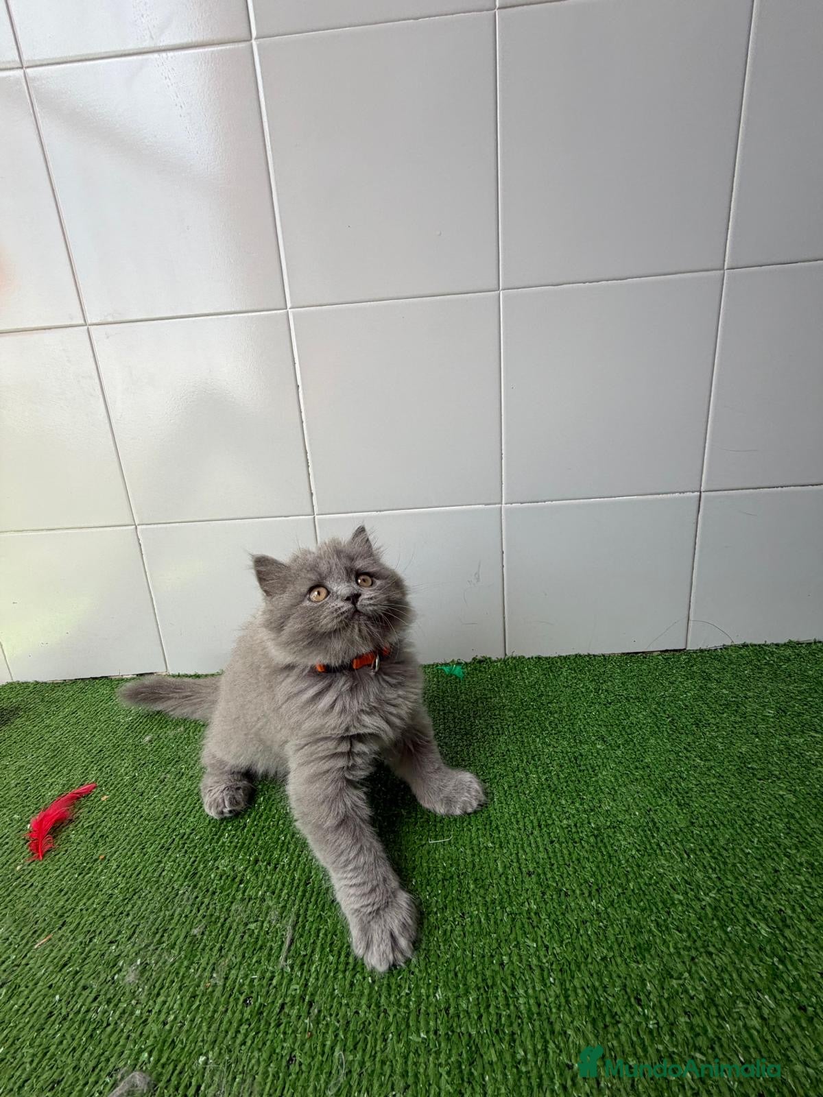 Británico de Pelo Corto Azul gatos Gato British 🩶 - Anuncio 15