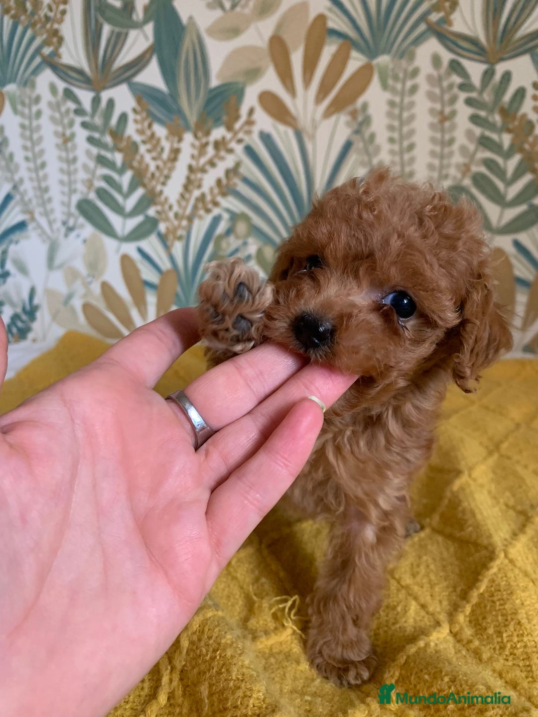 Caniche Toy perros en venta: Preciosa hembra mini - Imagen 1