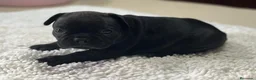 Bulldog Francés perros en venta: Cachorros de bulldog francés - Anuncio 13
