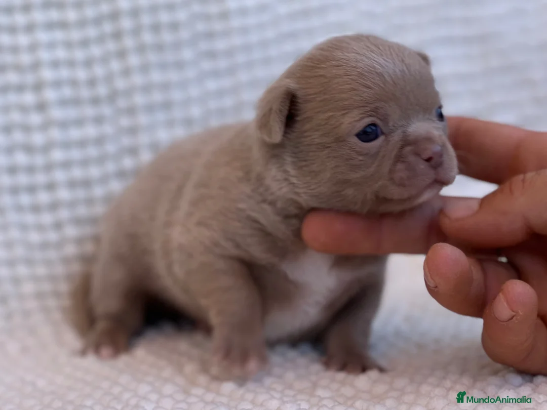 Chihuahua perros en venta: CHIHUAHUAS THELUXEPUPPYS - Anuncio 1