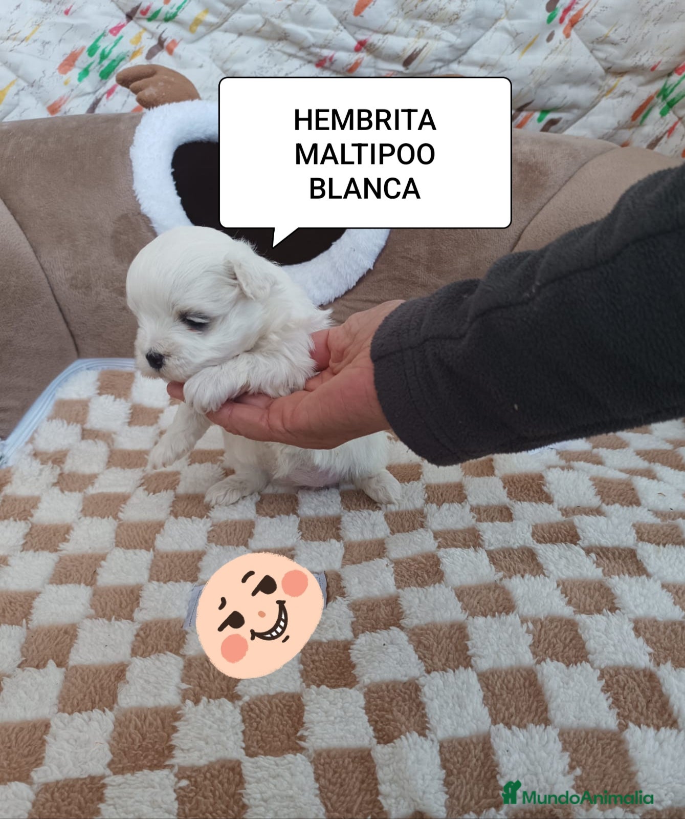 Maltipoo perros MALTIPO HEMBRA BLANCA - Anuncio 2