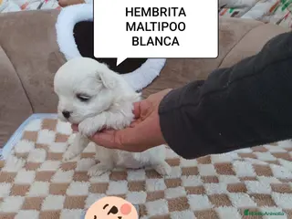 Maltipoo perros MALTIPO HEMBRA BLANCA - Anuncio 2