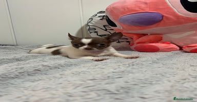 Chihuahua perros - Anuncio 14