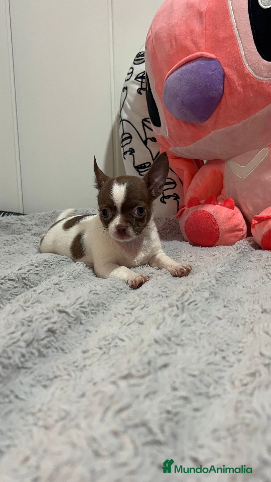 Chihuahua perros en venta: Chihuahua toy rusos - Imagen 3