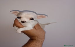 Chihuahua perros en venta: Chihuahua miniatura cabeza manzana  - Imagen 2