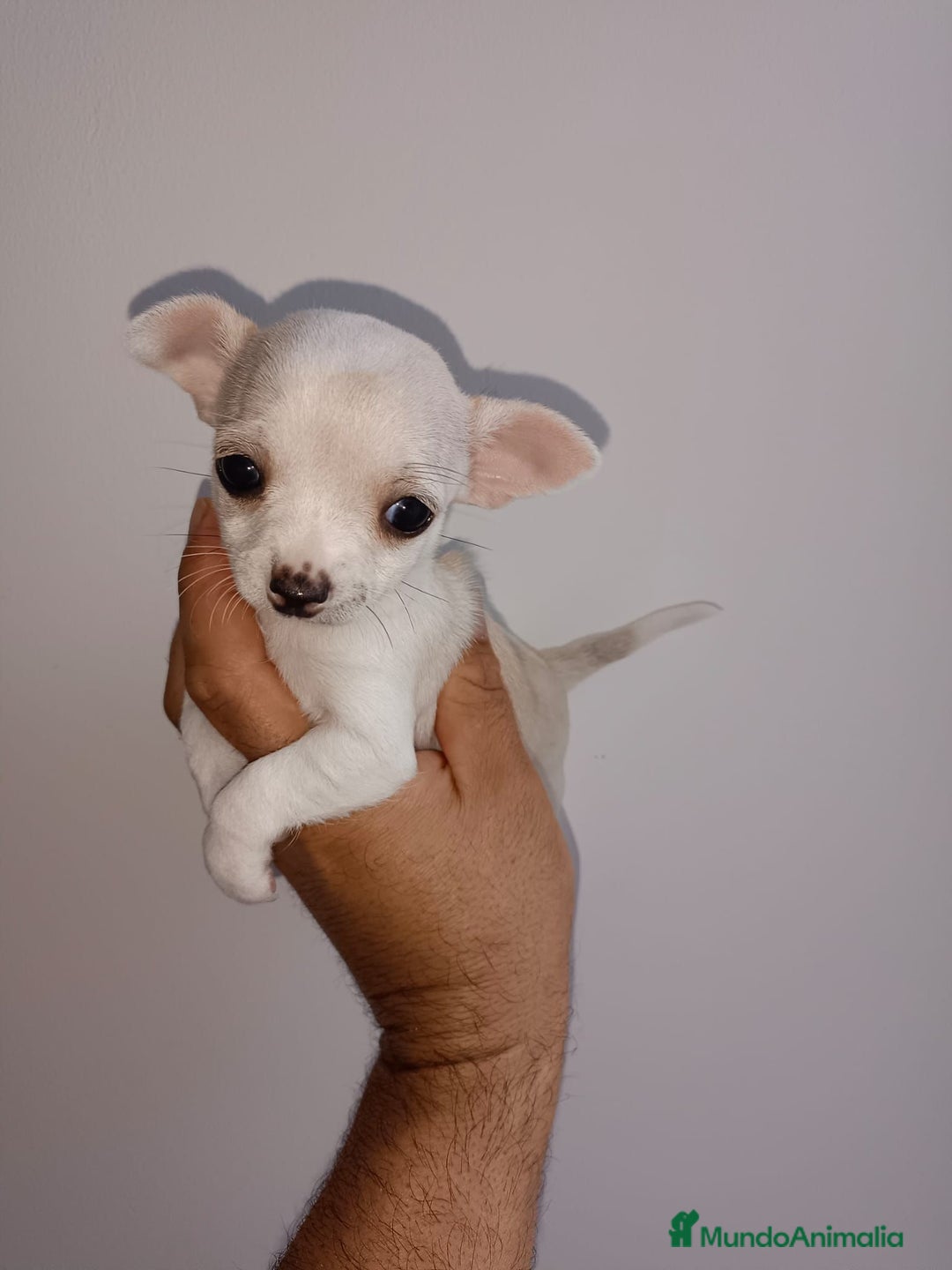 Chihuahua perros en venta: Chihuahua miniatura cabeza manzana  - Imagen 2