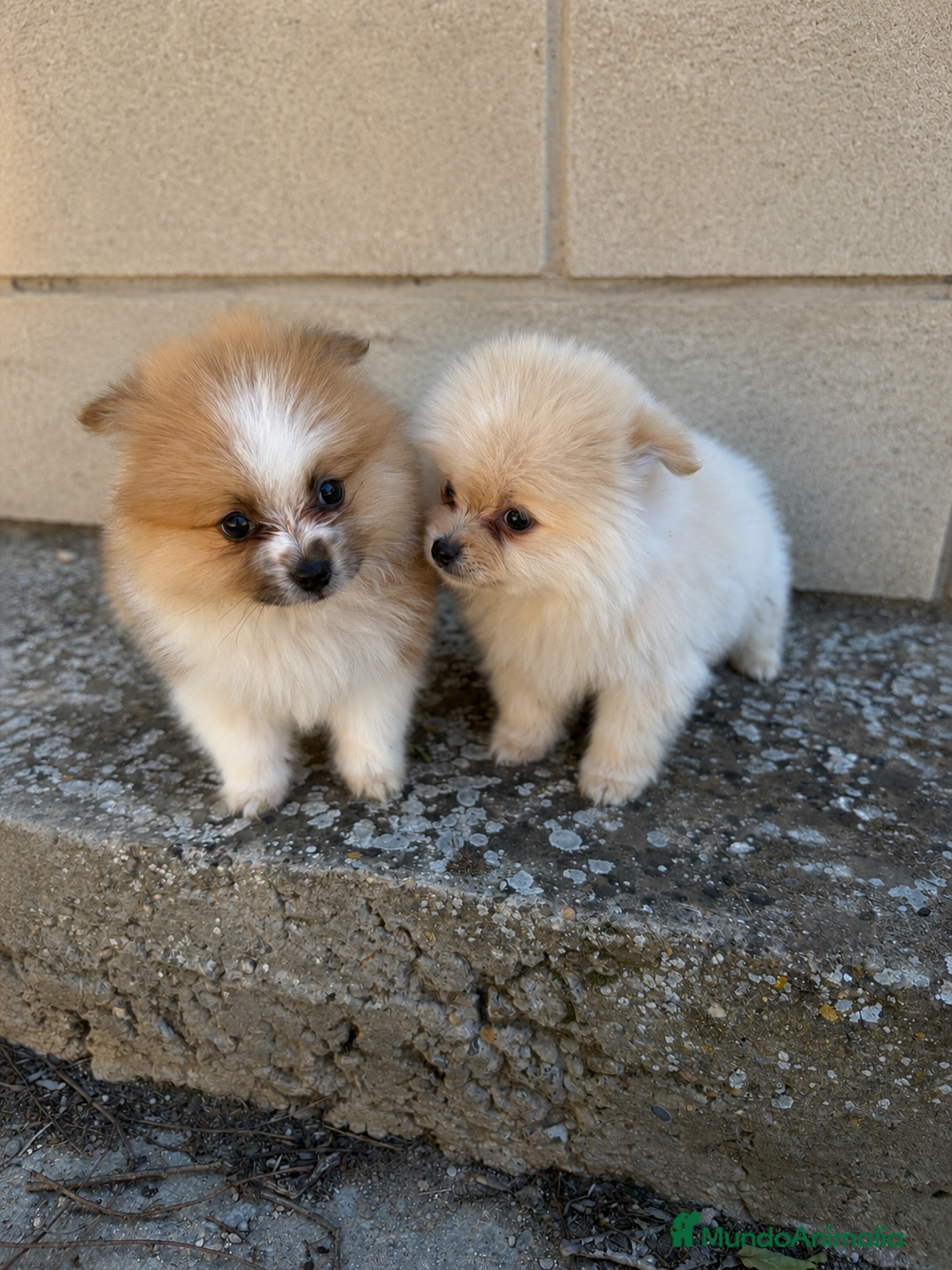 Pomerania perros Diminuto Pomerania mini partí color  - Anuncio 10