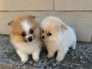 Pomerania perros Diminuto Pomerania mini partí color - Anuncio 10