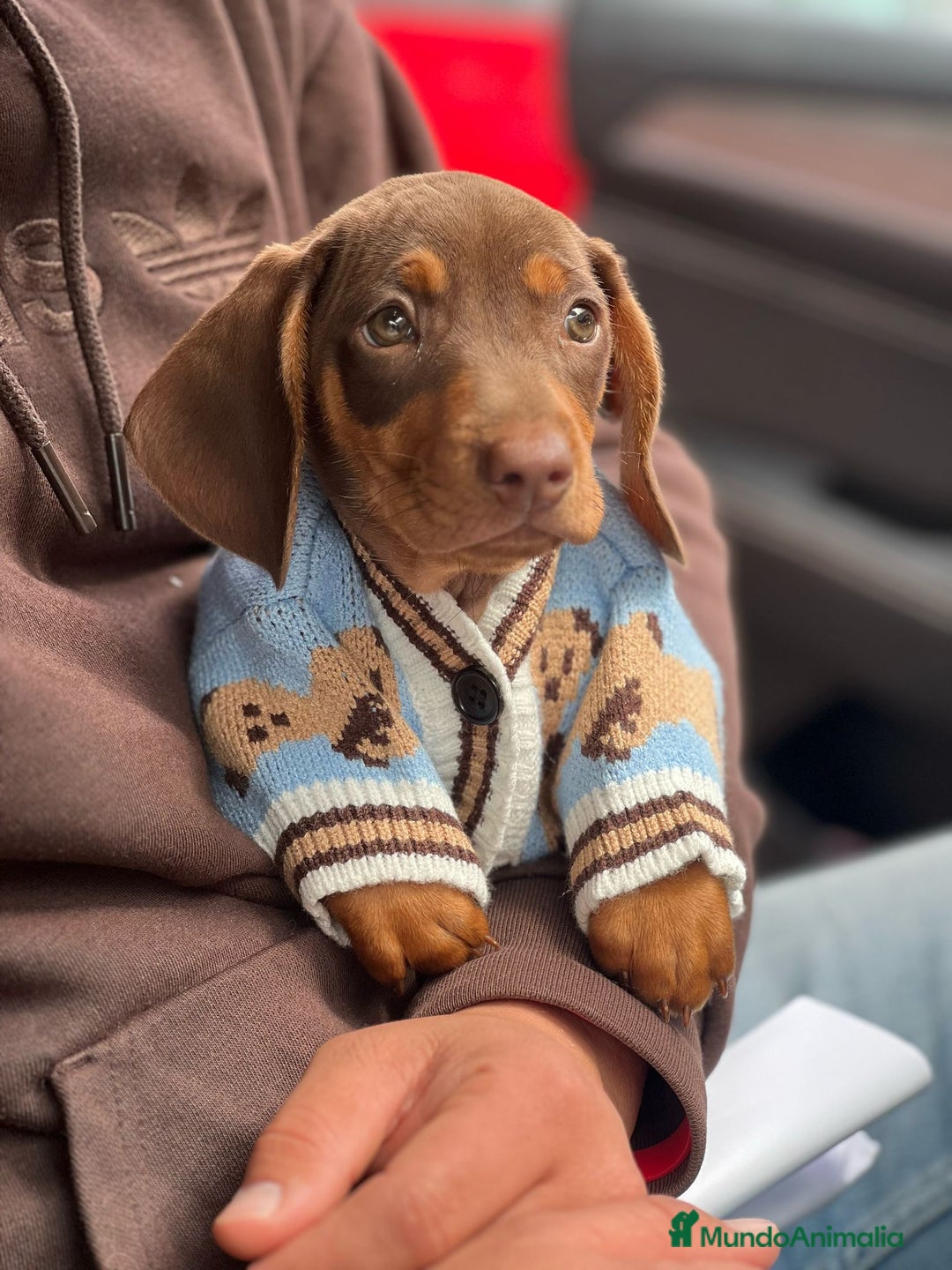 Teckel Miniatura perros en venta: Teckel miniatura chocolate  - Imagen 1