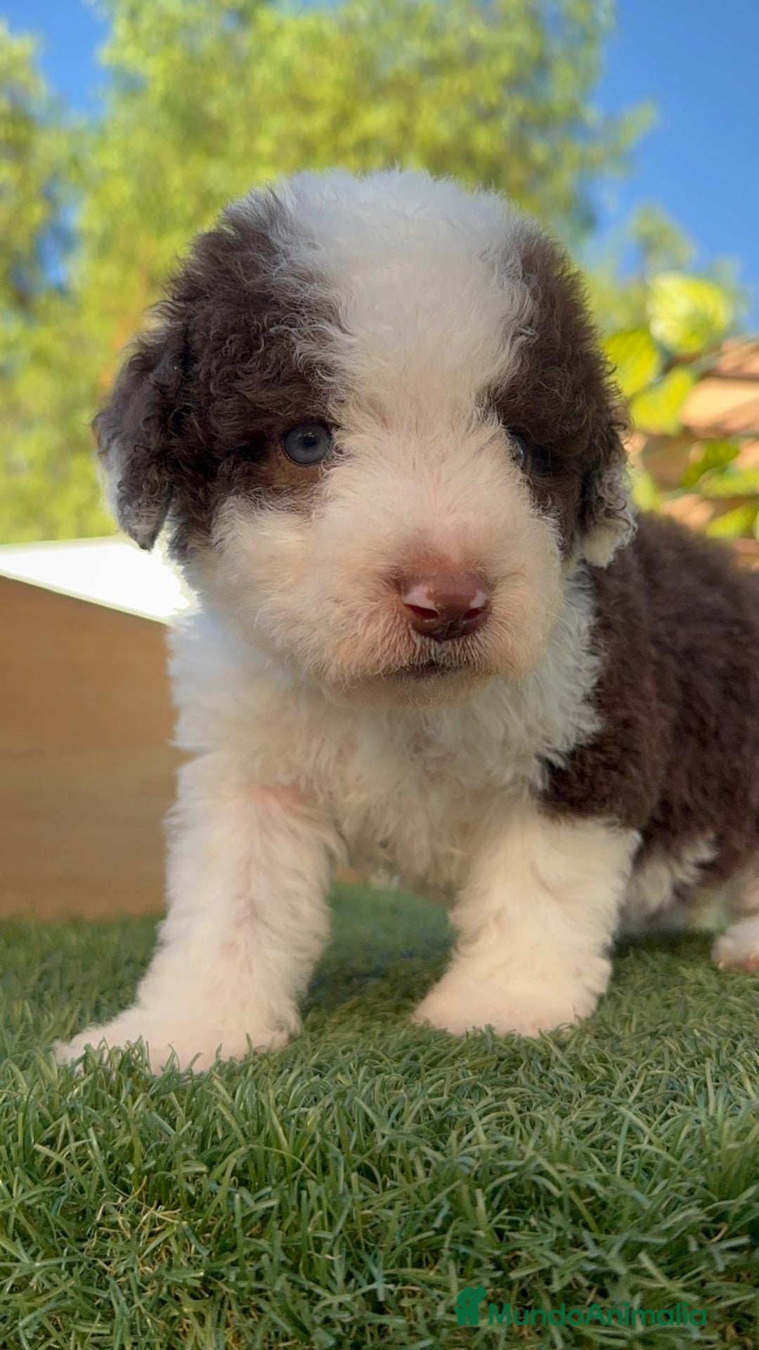 Perro de Agua Español perros en venta: PERRO DE AGUA macho - Imagen 13
