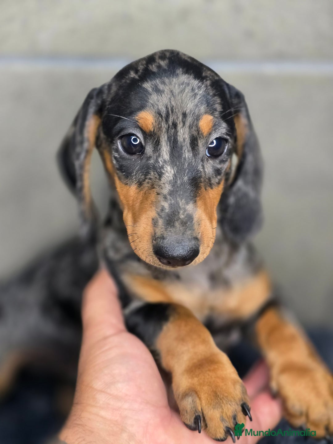 Teckel Miniatura perros en venta: Teckel arlequin plata  - Imagen 3