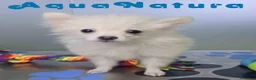 Pomerania perros en venta: Pomerania Macho de Japi y Pompom 8302 - Anuncio 2