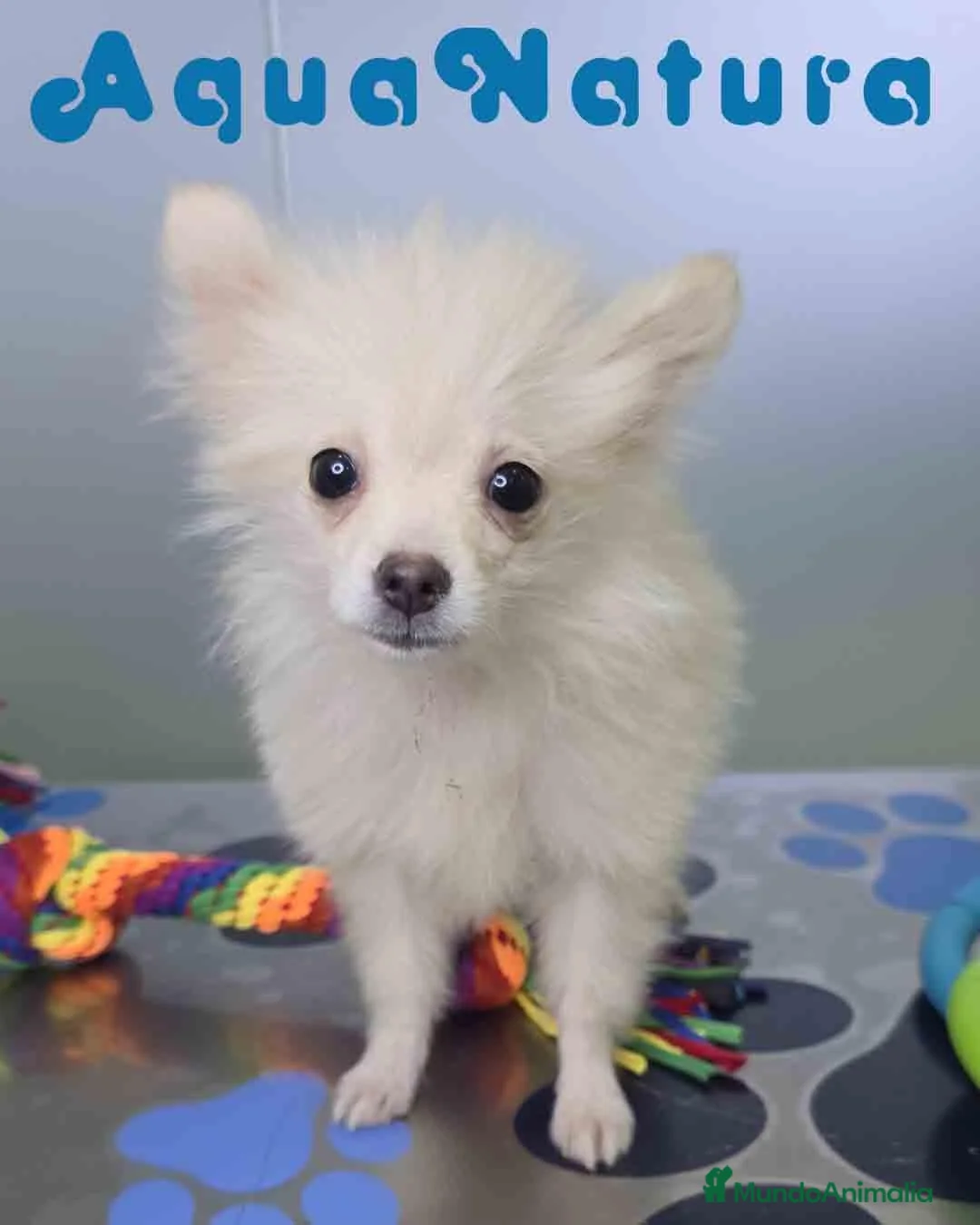 Pomerania perros en venta: Pomerania Macho de Japi y Pompom 8302 - Anuncio 2