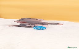 Sphynx gatos en venta: Hembrita bicolor  - Imagen 7