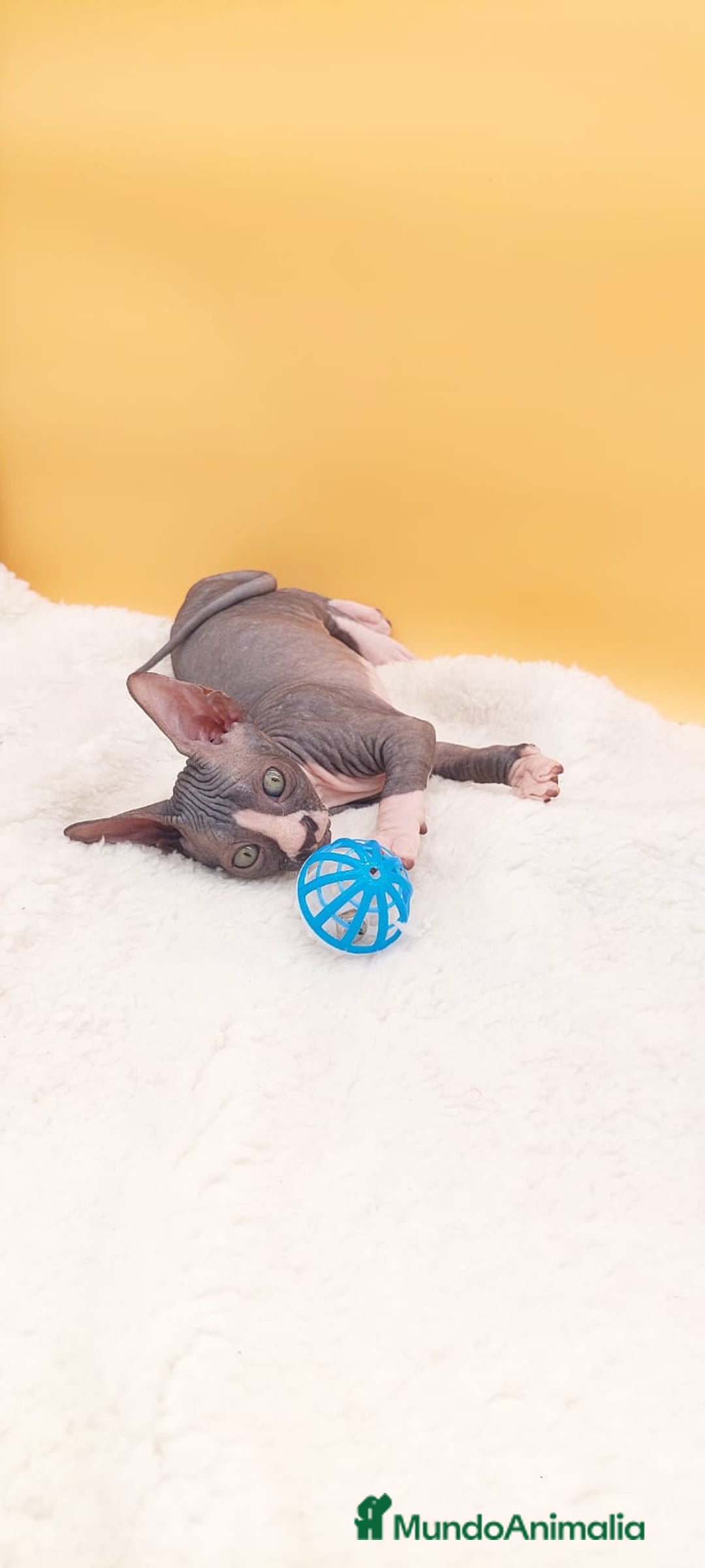 Sphynx gatos en venta: Hembrita bicolor  - Imagen 7