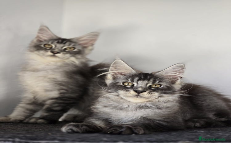 Maine Coon gatos - Anuncio 1