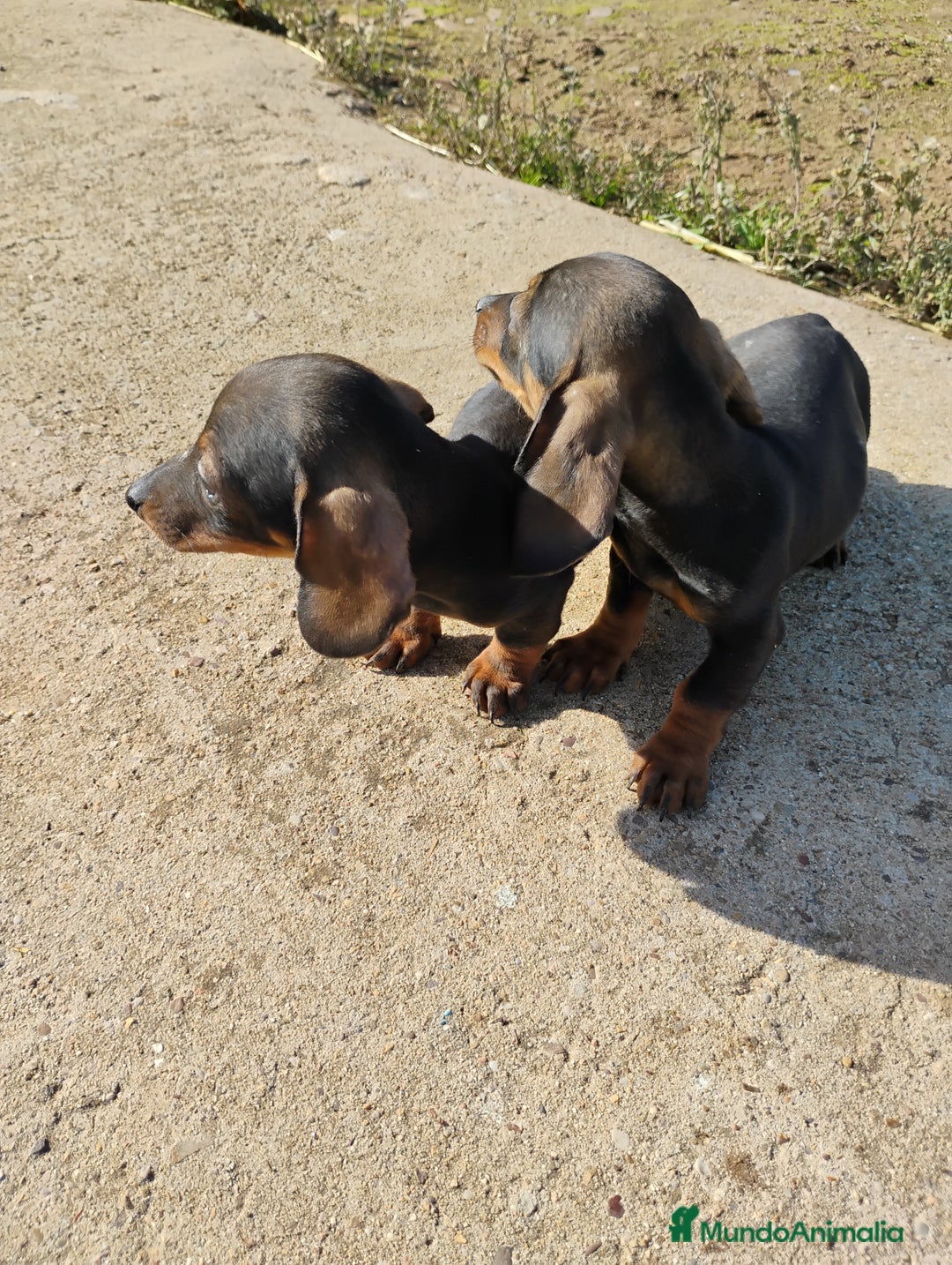 Teckel Miniatura perros en venta: Machos teckel miniatura pelo corto  - Anuncio 2