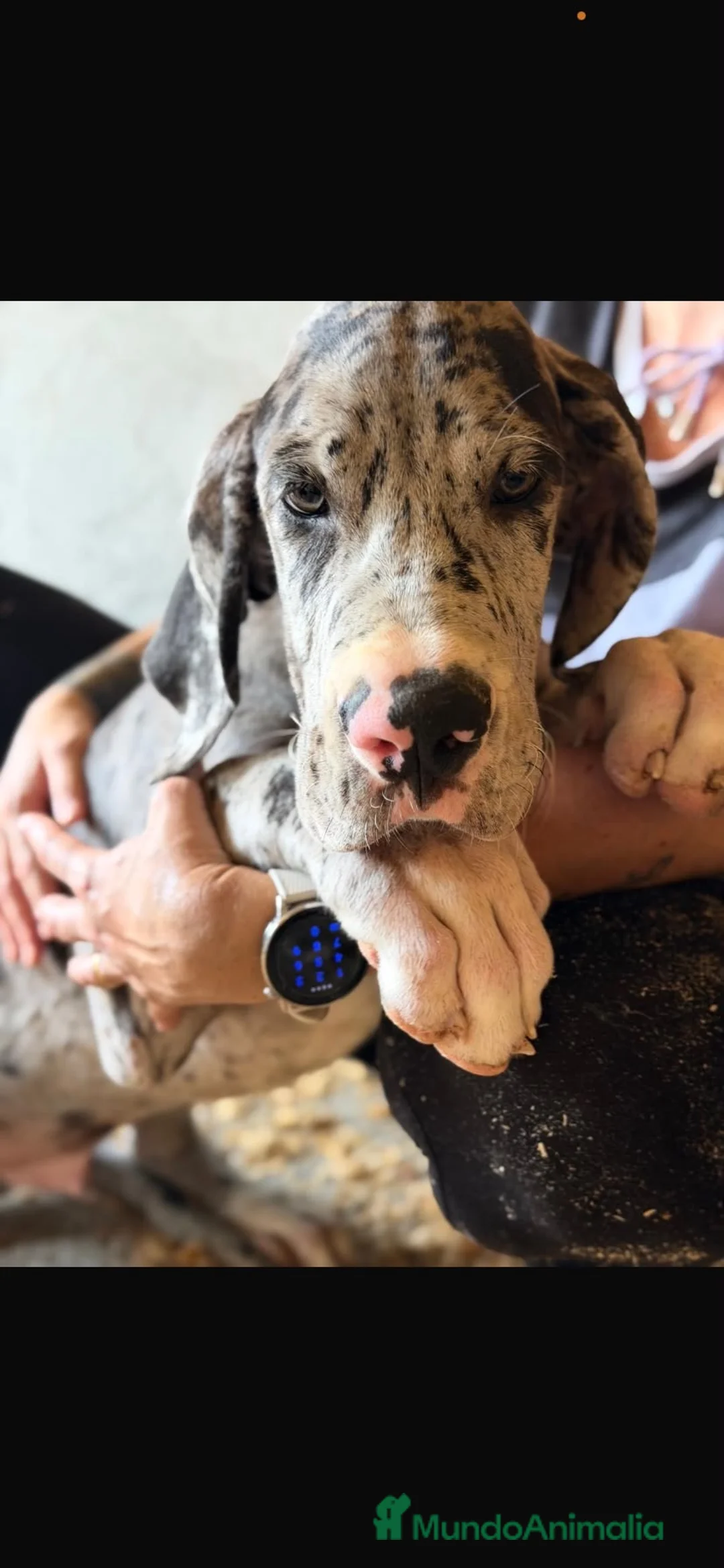 Dogo Alemán perros en venta: Camada dogo aleman(gran danés) - Anuncio 2