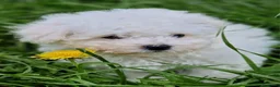 Bichón Frisé perros en venta: Bichon Frise - Anuncio 1