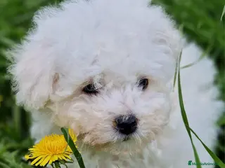 Bichón Frisé perros Bichon Frise - Anuncio 1