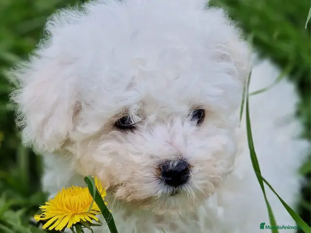 Bichón Frisé perros Bichon Frise - Anuncio 1