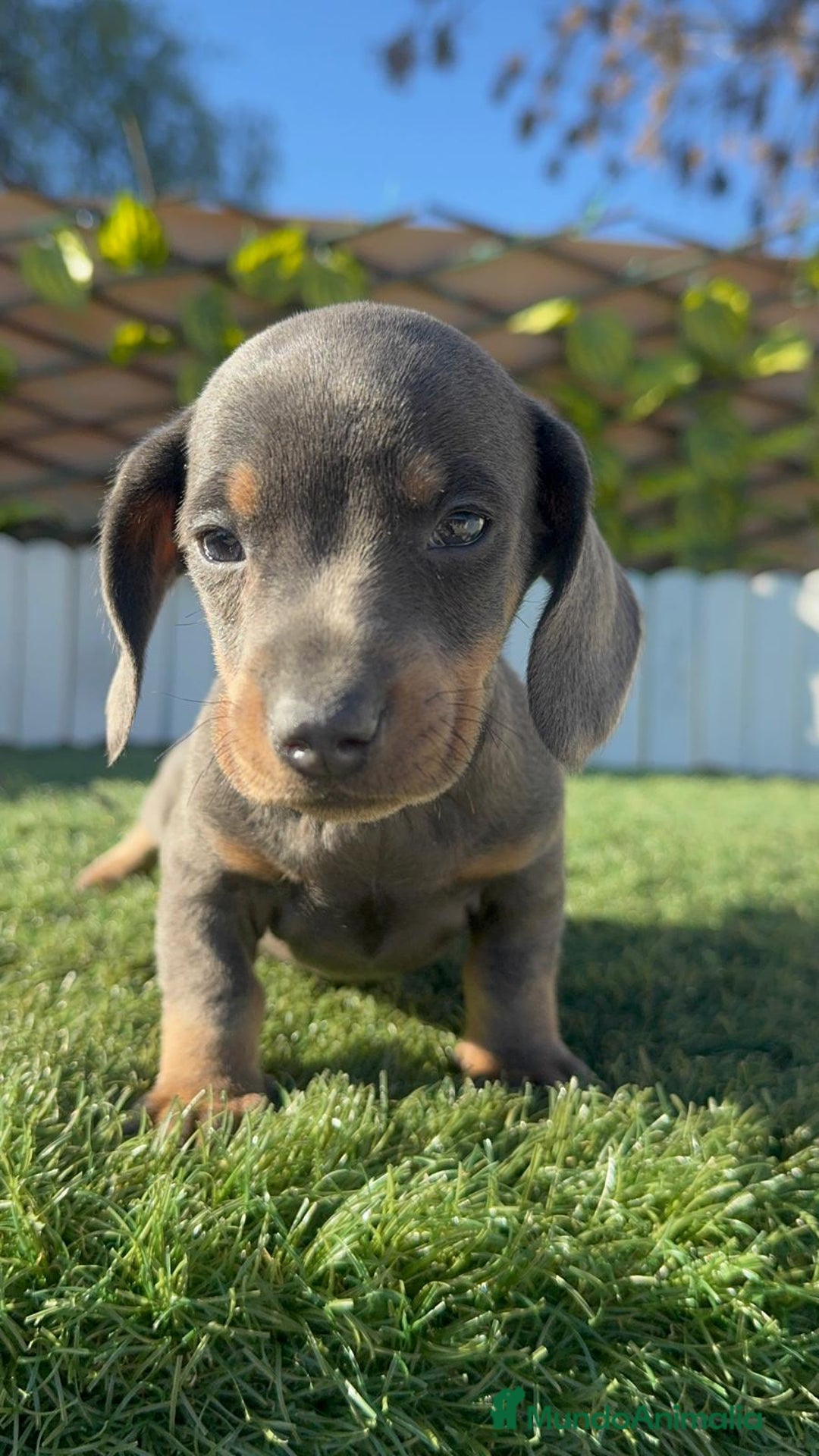 Teckel Miniatura perros en venta: TECKEL BLUE- MACHOS Y HEMBRAS DISPONIBLES - Anuncio 2