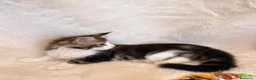 Maine Coon gatos en venta: 🐾 PRECIOSA HEMBRA MAINE COON DISPONIBLE 🐾 - Anuncio 2