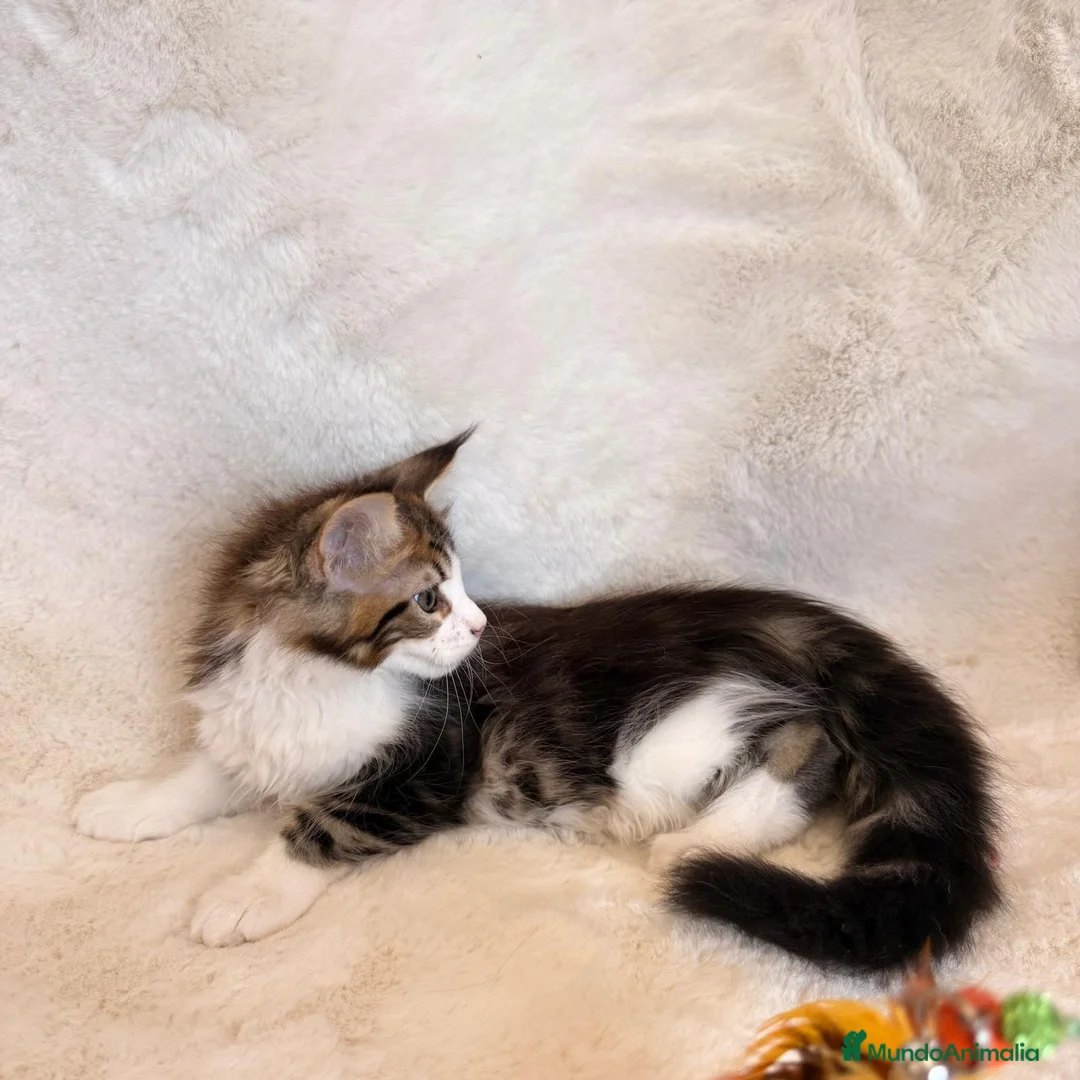 Maine Coon gatos en venta: 🐾 PRECIOSA HEMBRA MAINE COON DISPONIBLE 🐾 - Anuncio 2
