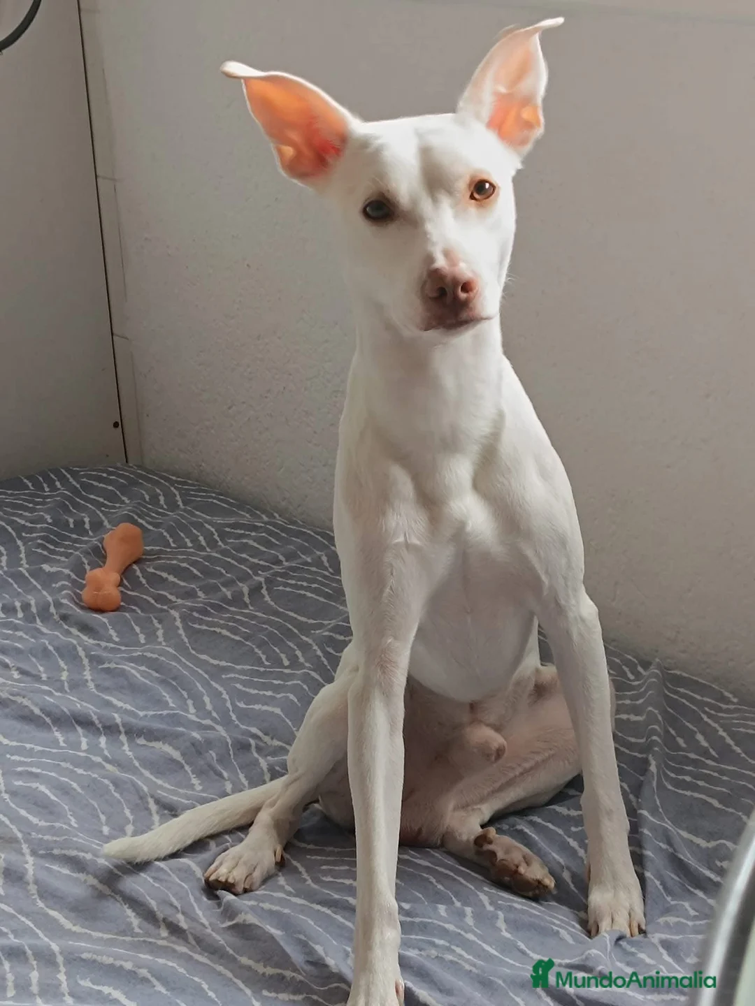 Podenco Andaluz perros para monta: Podenco para montas  - Anuncio 3