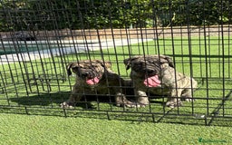 Dogo Canario perros en venta: Cachorros presa canario para guarda - Imagen 1