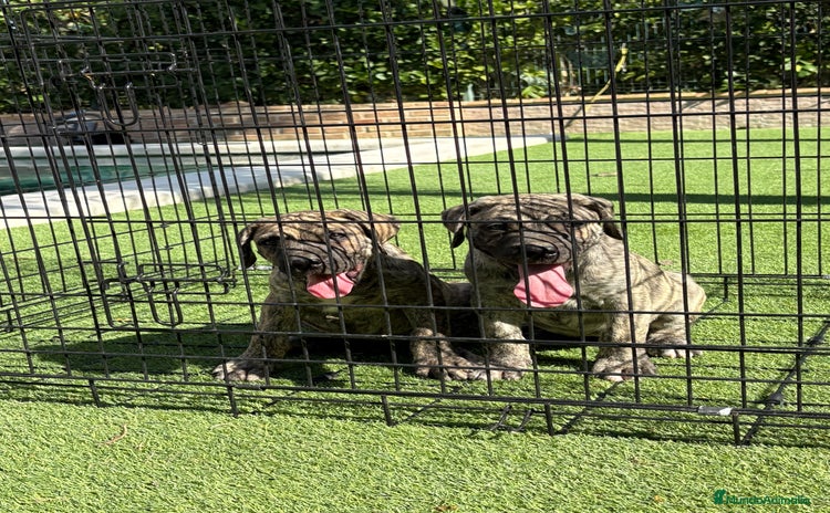 Dogo Canario perros - Anuncio 10
