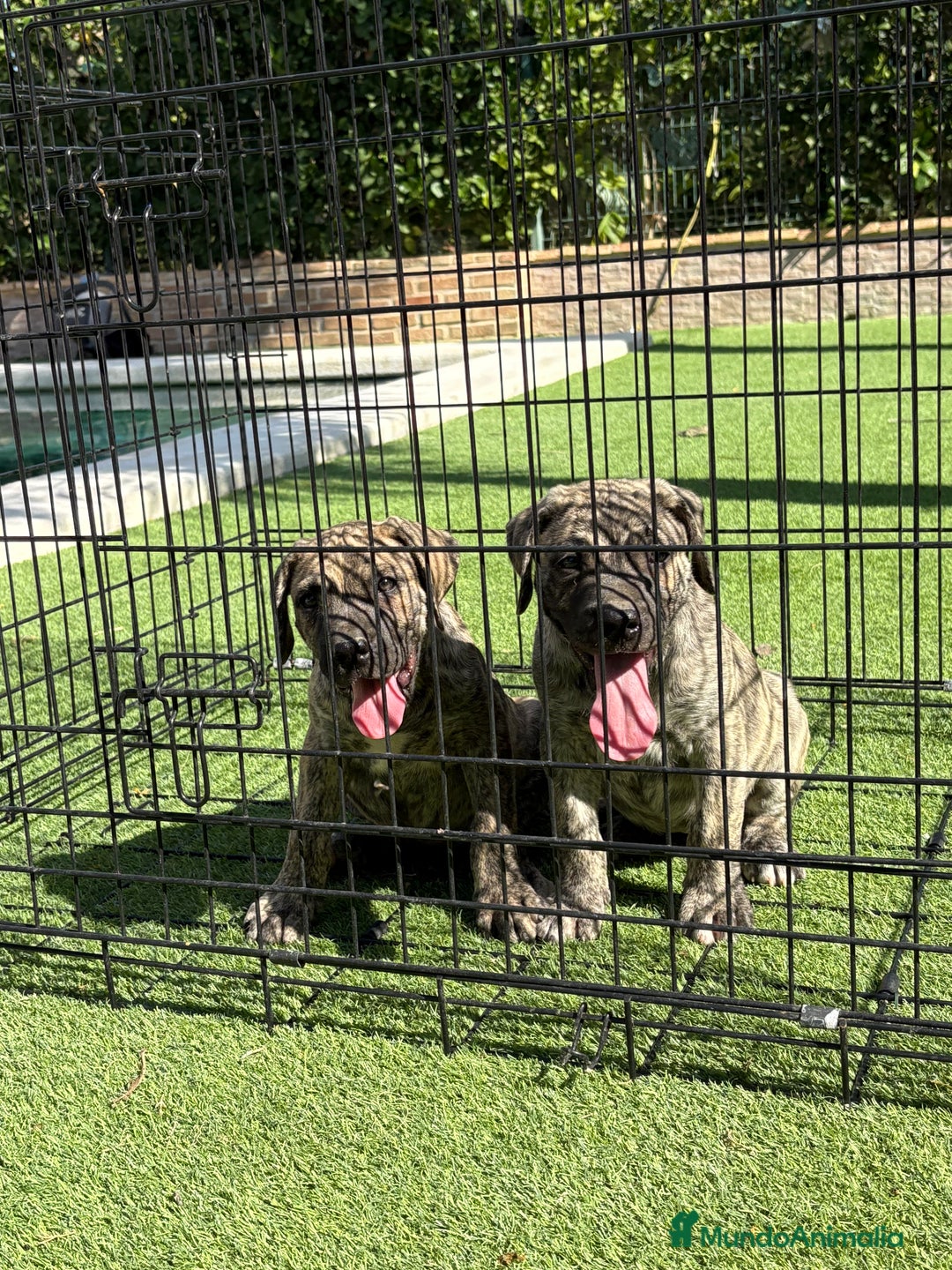 Dogo Canario perros en venta: Cachorros presa canario para guarda - Imagen 1
