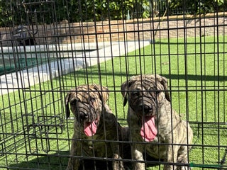 Dogo Canario perros - Anuncio 22