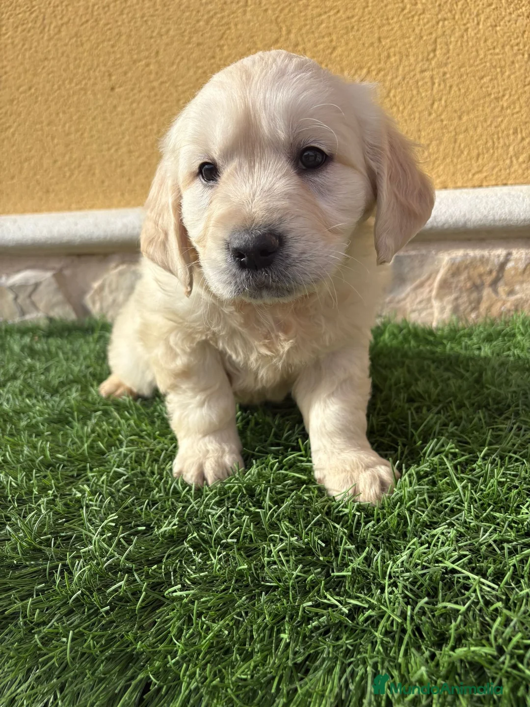 Golden Retriever perros en venta: Cachorros de Golden retriever macho y hembra - Anuncio 10