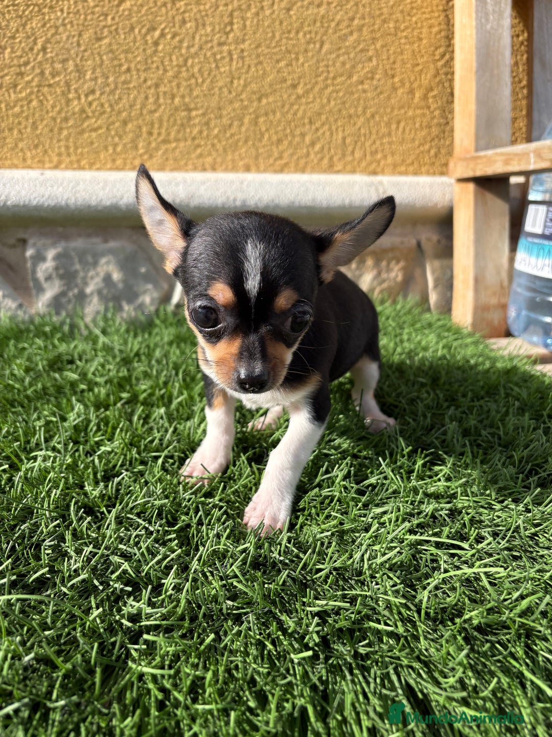 Chihuahua perros en venta: Chihuahua Toy tricolor macho - Anuncio 14
