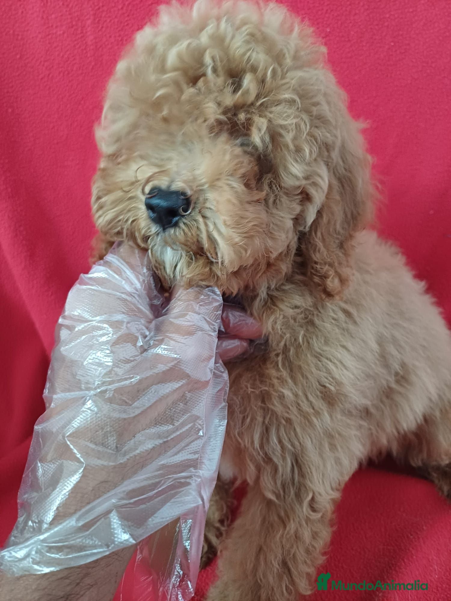 Caniche Enano perros Caniche Enano  - Anuncio 5