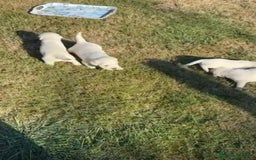 Golden Retriever perros en venta: NUEVAS CAMADAS GOLDEN RETRIEVER  - Imagen 4