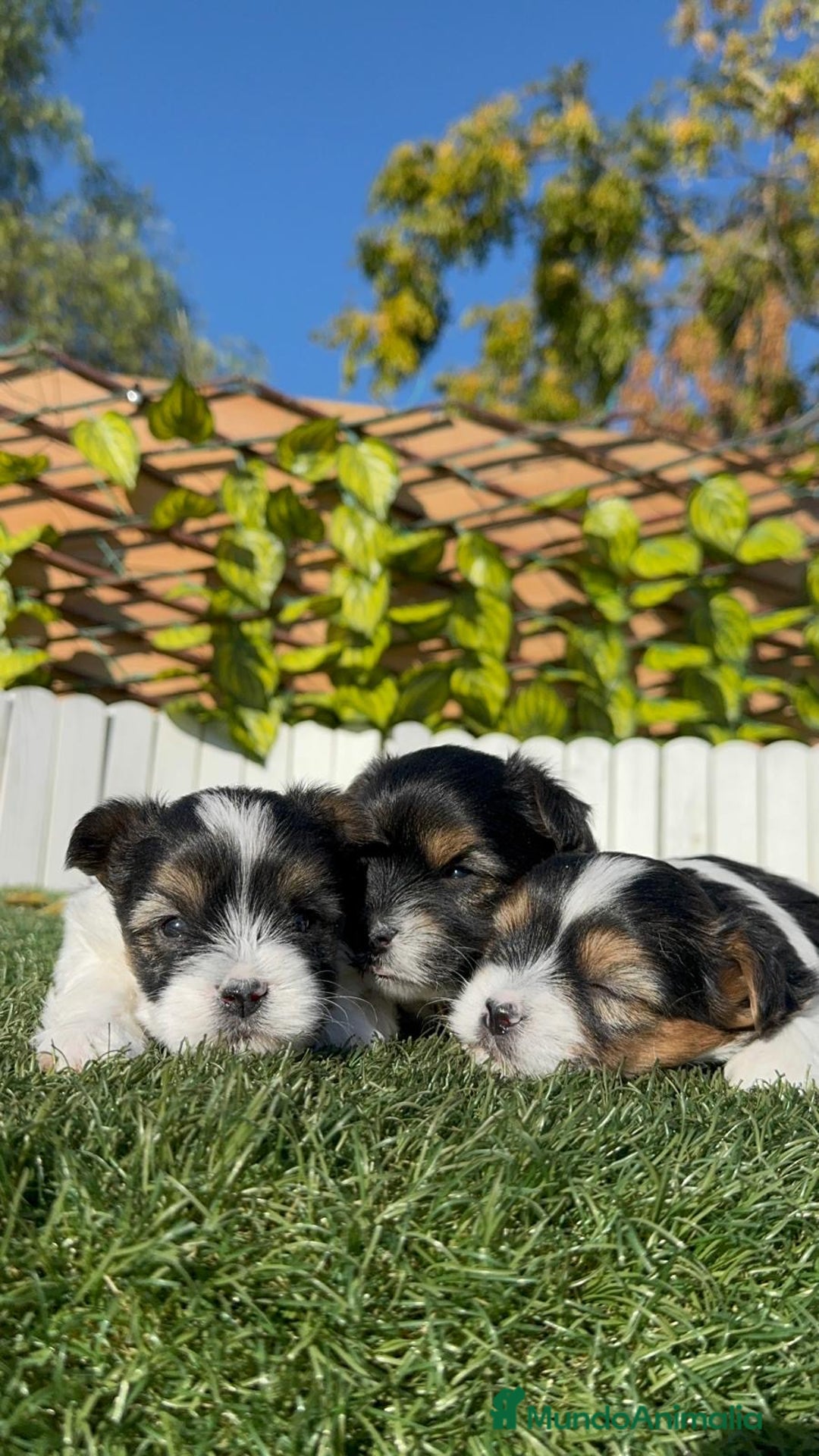 Yorkshire Terrier perros en venta: YORKSHIRE BIEWER - Anuncio 2