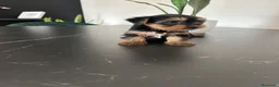 Yorkshire Terrier perros en venta: yorkshire terrier  - Anuncio 1